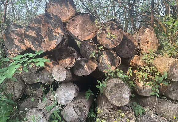 一批涉案木材網絡拍賣公告